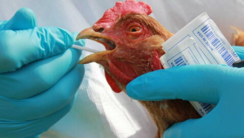 На Николаевщине обнаружили очаг птичьего гриппа