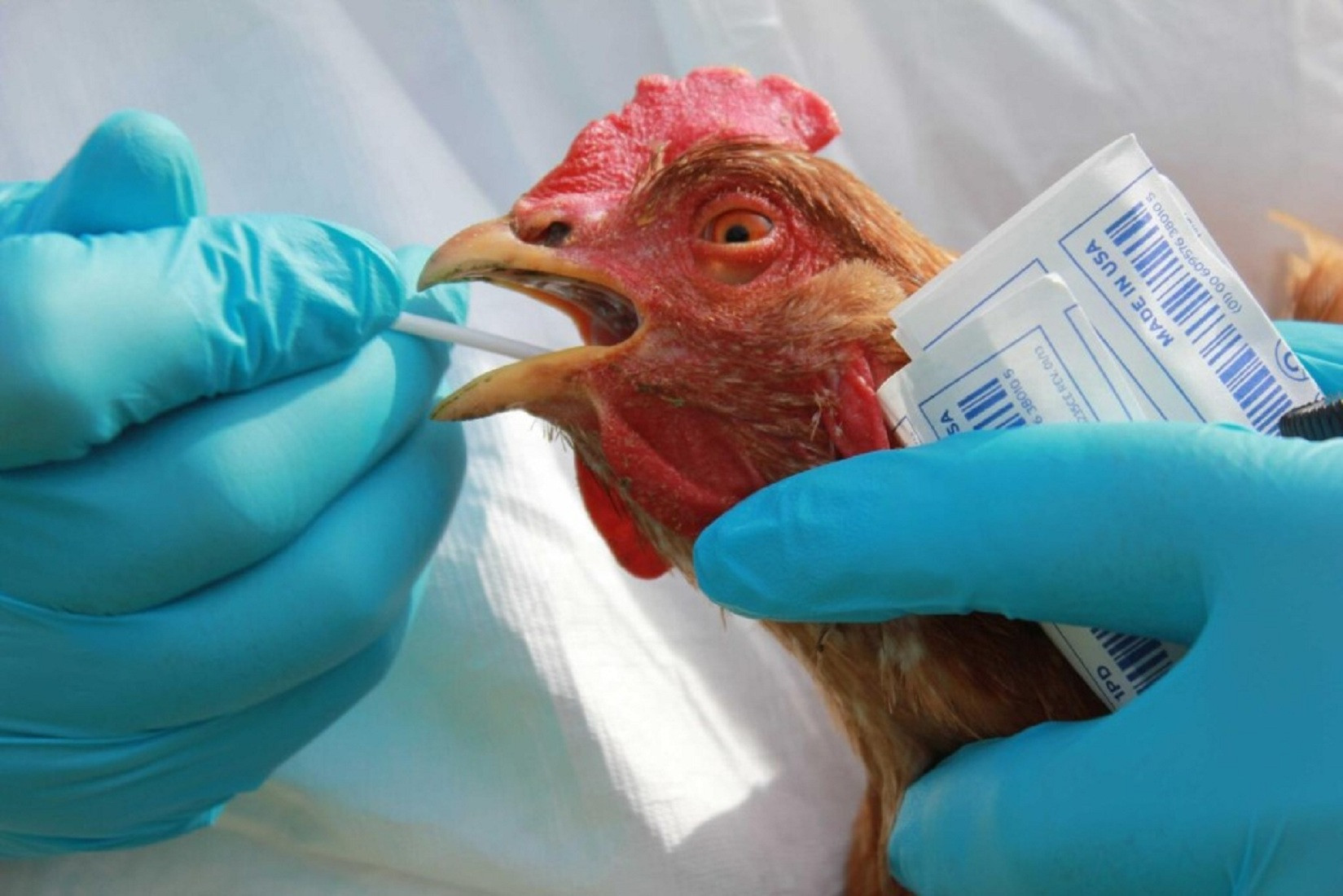 На Миколаївщині виявили вогнище пташиного грипу