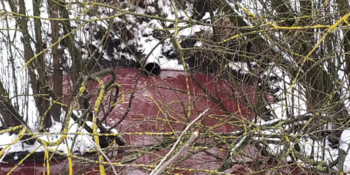 Багровые реки: на Прикарпатье скотобойня сливала кровь в водоём (видео)
