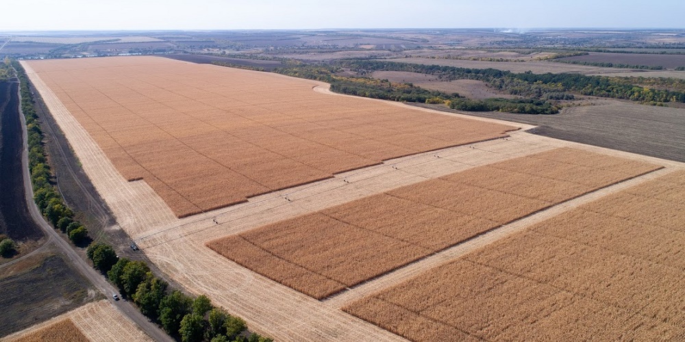 Более 40% сельхозземель в Украине могут потерять плодородие — исследование НАН