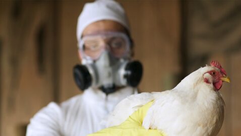 В России зафиксировали первый в мире случай инфицирования человека птичьим гриппом