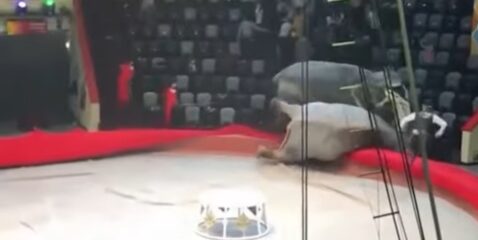 В казанском цирке во время представления подрались слоны (видео)