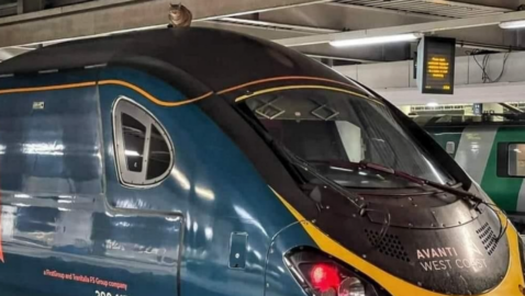 Из-за кота в Лондоне задержали на 2,5 часа скоростной поезд