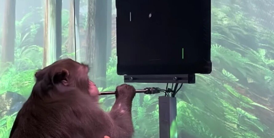 Стартап Neuralink Илона Маска показал обезьяну, играющую в пинг-понг силой мысли