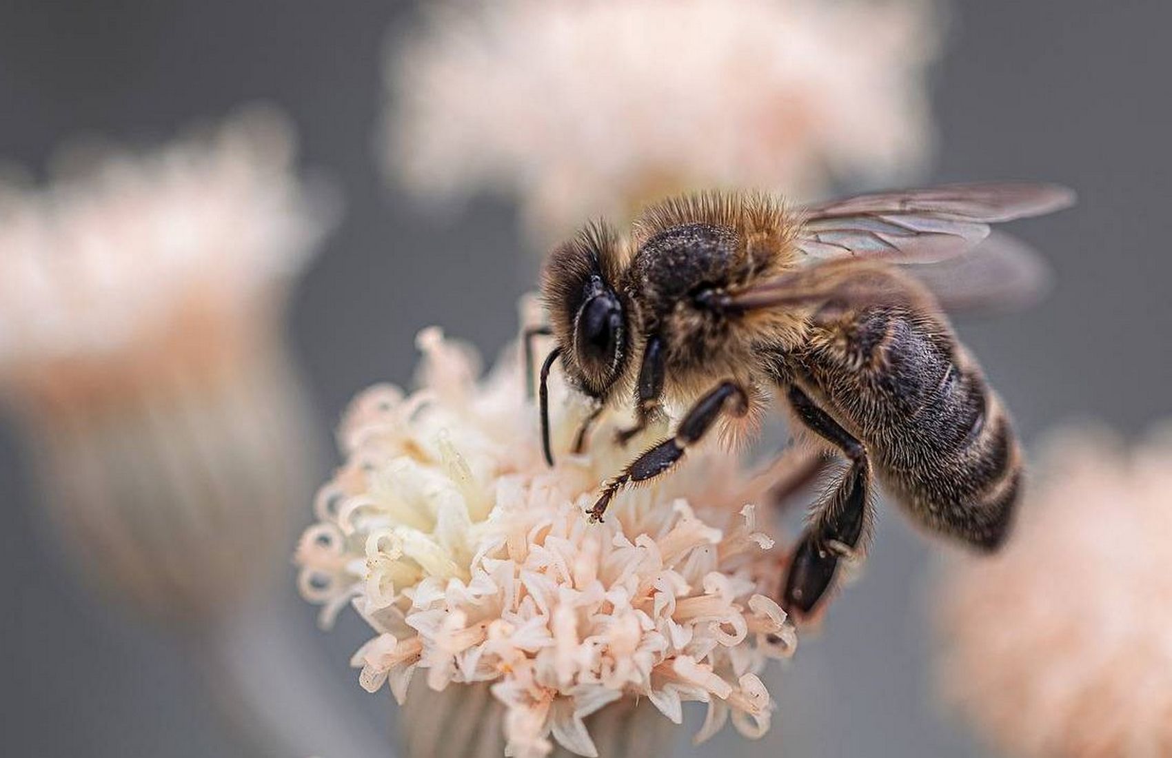 Погибшие пчёлы воскресли нашими молитвами — глава Укрпочты