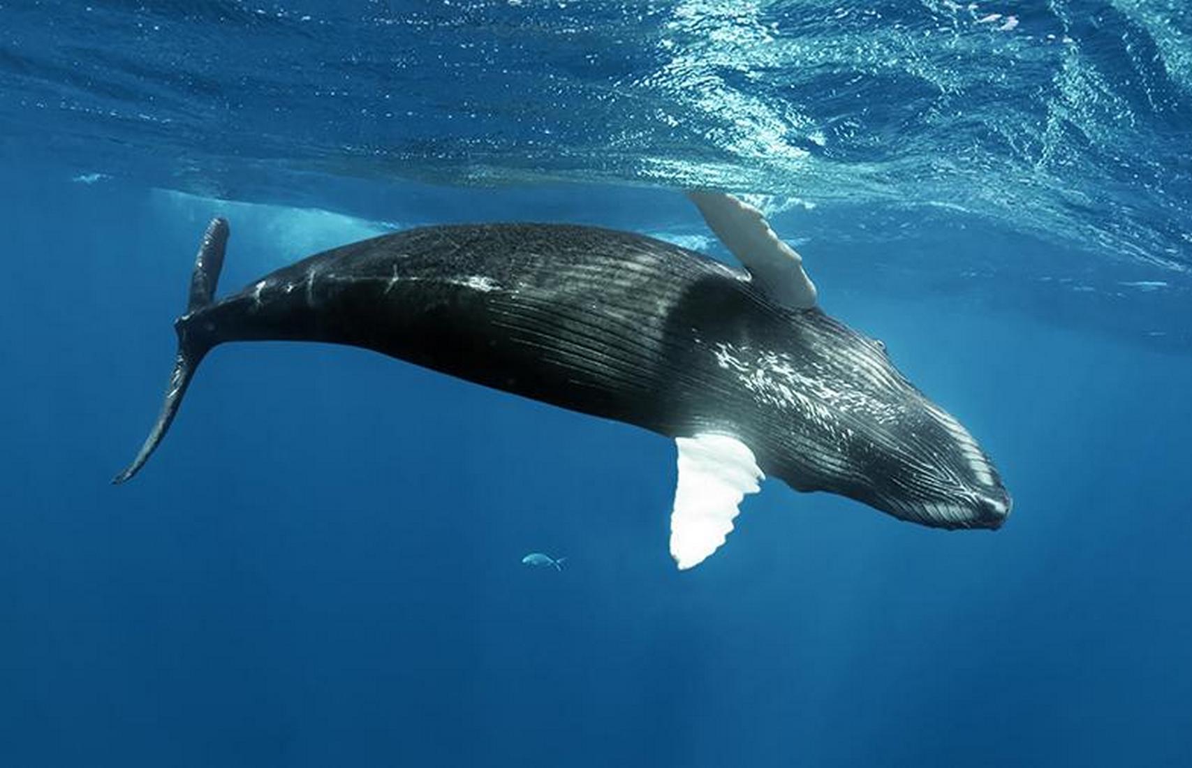 Горбатый кит проглотил, а потом выплюнул аквалангиста