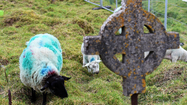 Ирландские историки наняли на работу стадо овец для поиска древних надгробий