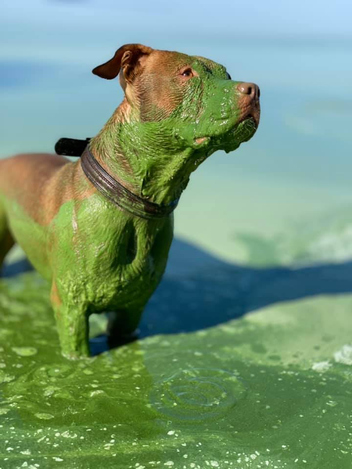 Рыжий пес искупался в Днепре и вылез полностью зеленым (фото) - 1 - изображение