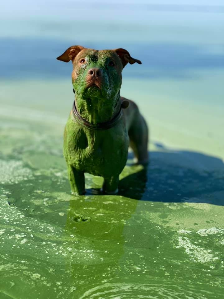 Рыжий пес искупался в Днепре и вылез полностью зеленым (фото) - 2 - изображение