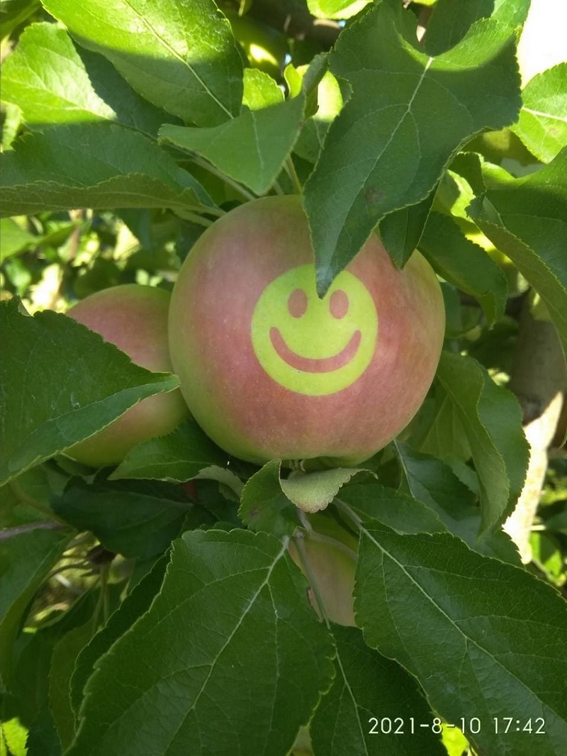 Под Винницей вырастили яблоки с Тризубами ко Дню независимости (фото) - 1 - изображение