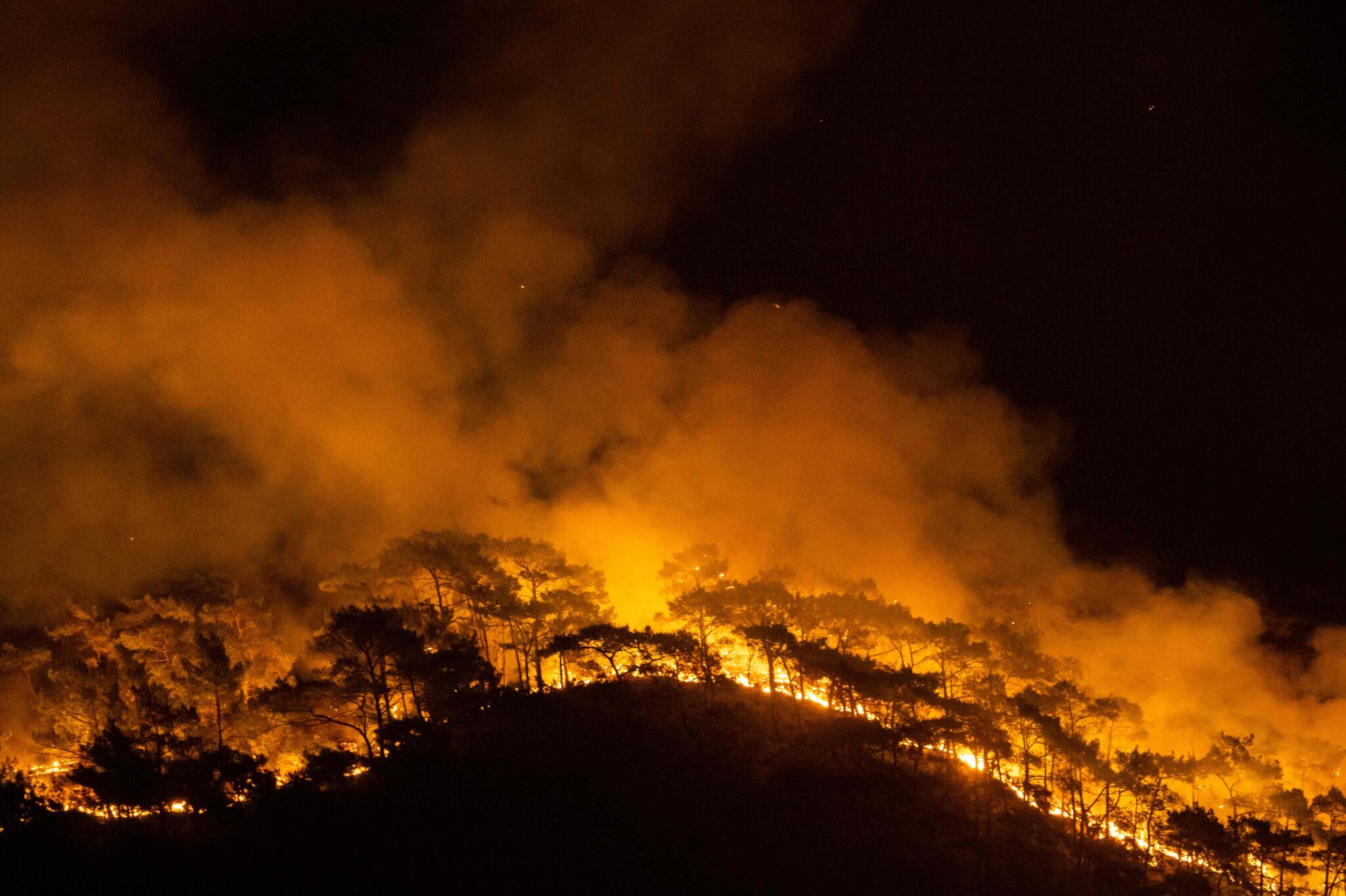 Аномальная жара, поджоги и массовая эвакуация: как в Турции и Европе горят леса, люди и животные
