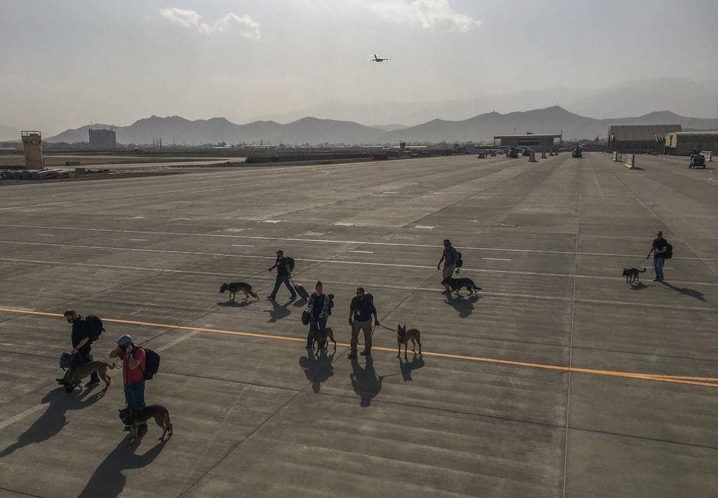 Сидели в креслах: американские собаки эвакуированы из Кабула (фото, видео) - 1 - изображение
