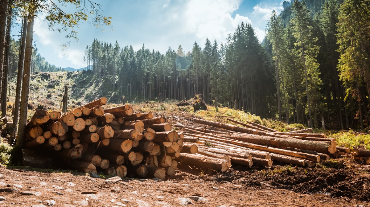 Правительство планирует покрыть лесами 1/5 территории Украины