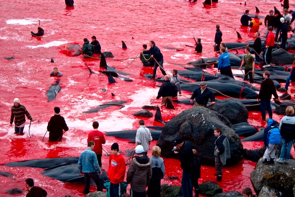 Кровавая традиция: почему на Фарерах тысячами убивают дельфинов и это до сих пор никто не запретил