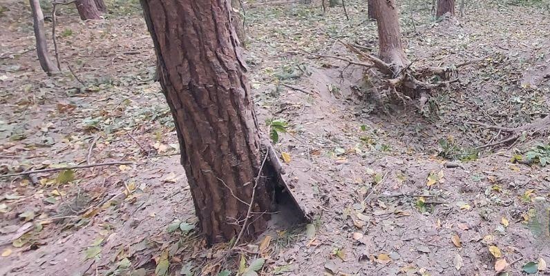 В Черновицкой области мужчина подорвался на старом снаряде в лесу