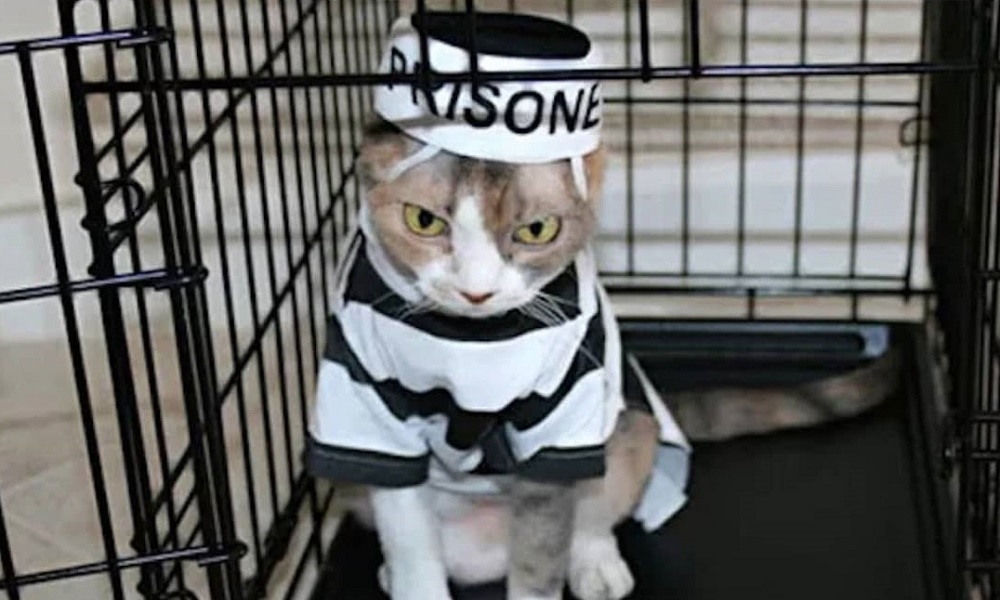 В РФ кот-наркокурьер пытался проникнуть в колонию. Его задержали, но он убежал (фото)
