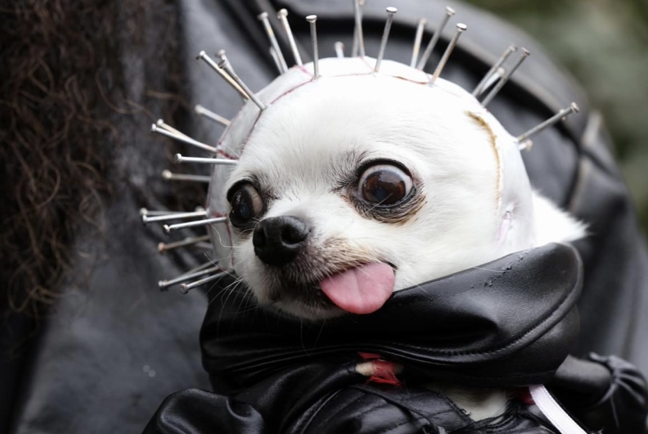 В Нью-Йорке состоялся ежегодный фестиваль хэллоуинских нарядов для собак (фото)