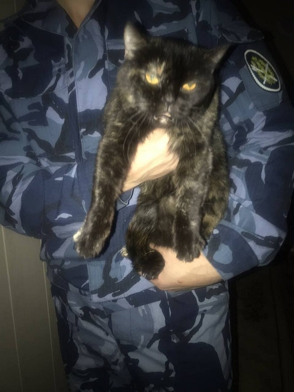 В РФ кот-наркокурьер пытался проникнуть в колонию. Его задержали, но он убежал