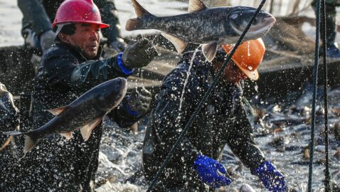Россия запретила Японии ловить рыбу возле Курильских островов