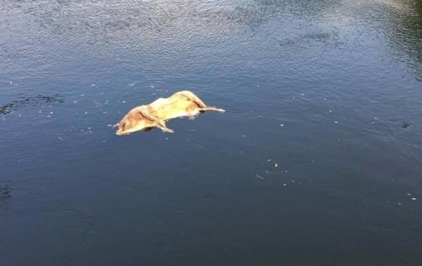 На Сумщине в реке обнаружен труп больной африканской чумой свиньи - 1 - изображение